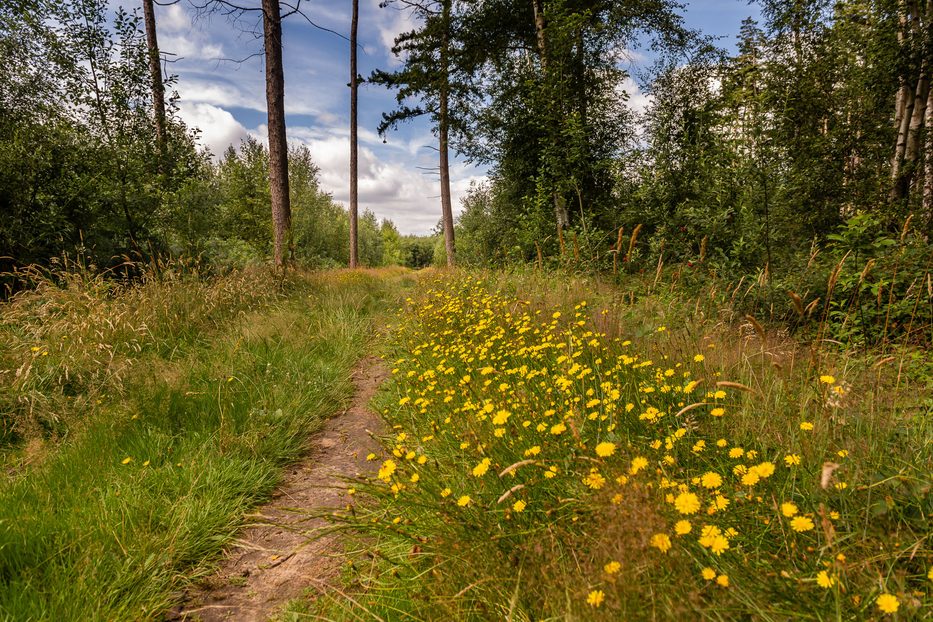 wildpluk