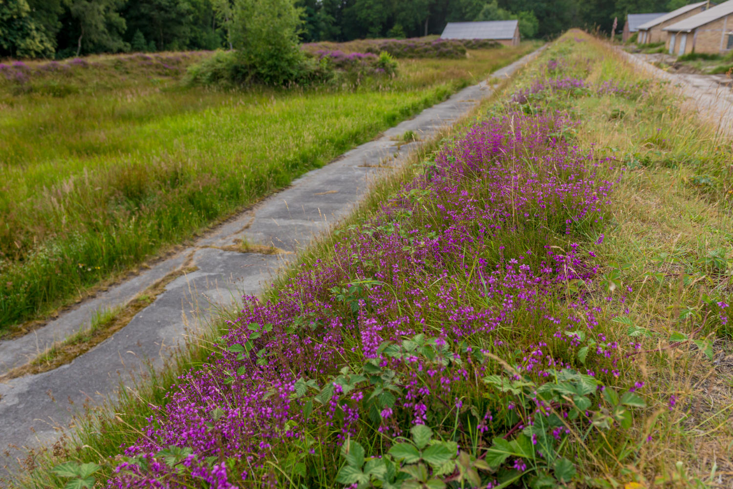 Heide op een schutsdam