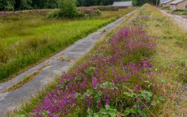 Heide op een schutsdam